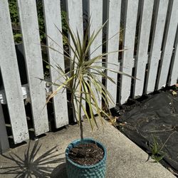 Dragon Palm Tree Plant
