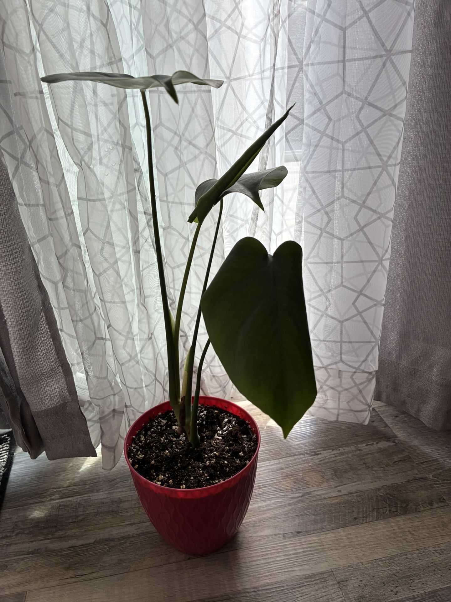 Monstera Plant