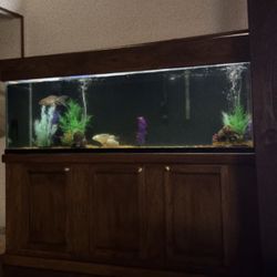 Solid Oak Wood Fish Tank  124  Gallons 