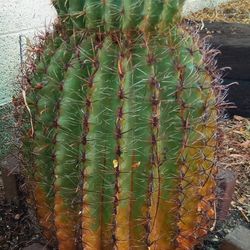 Healthy Ferocatus Fish Hook Cactus 