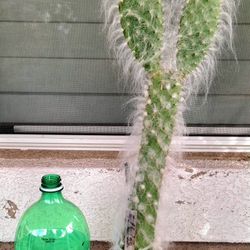 Old Man Cactus 24 In Tall No Sharp Needles