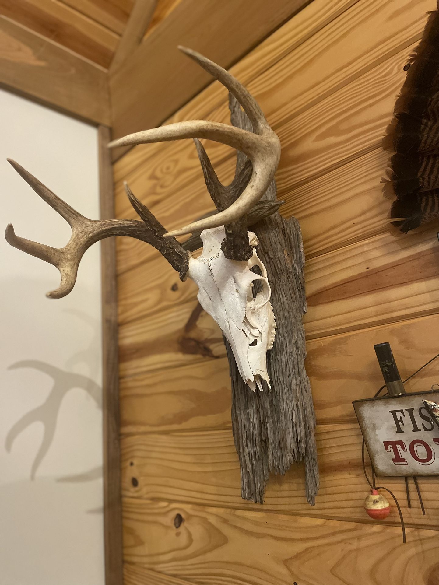 European Mounts, Skull Mounts, Turkey Mounts