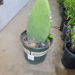 Nopal De Comer