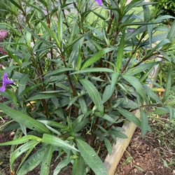 Purple Mexican Petunias 