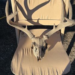 Deer Antlers And Skull