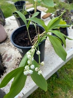 Lilly of the valley plants