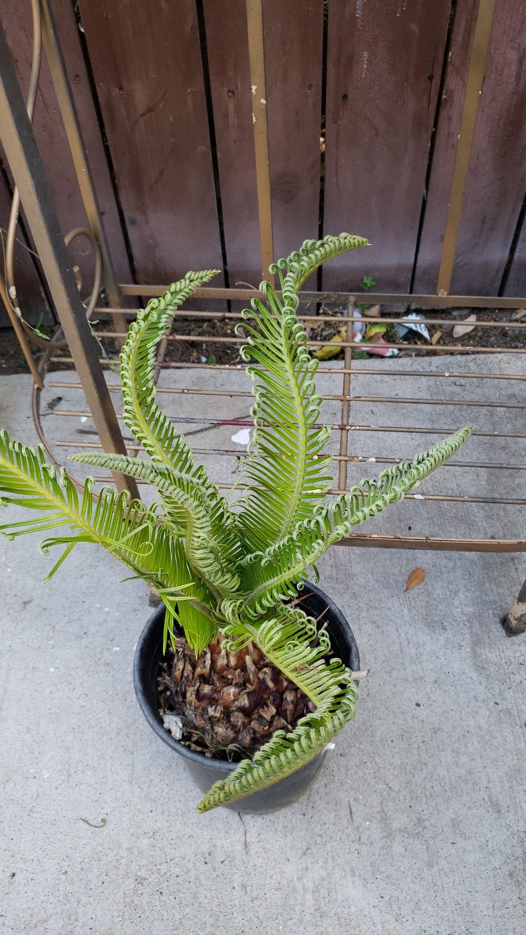 %%% Sago plant about 2 " tall only $10.00 0r best offer ****