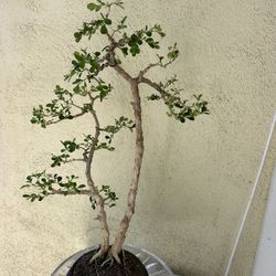 Bonsai