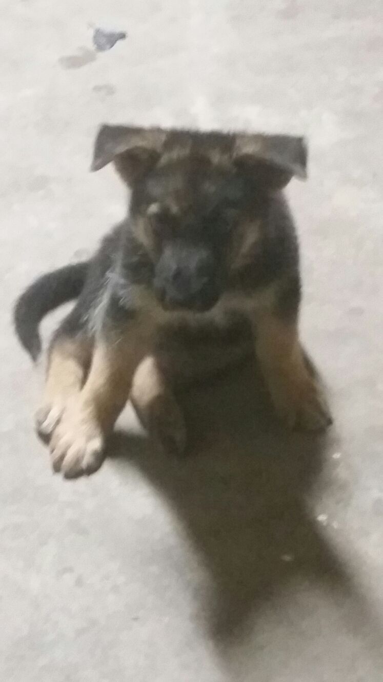 Dog German Shepherd 3 months old