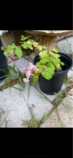 Crape Myrtle Plant