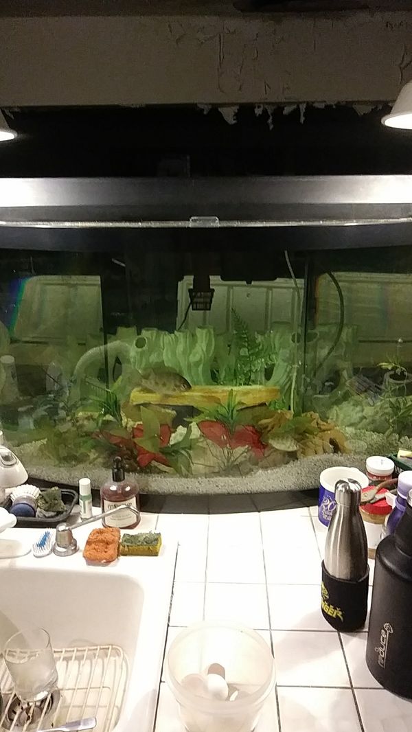 70 gallon Corner Bowfront Aquarium for Sale in Fort Lauderdale, FL