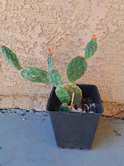 Cactus 🌵