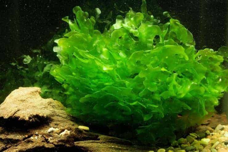 Subwassertang/susswassertang/pellia Moss