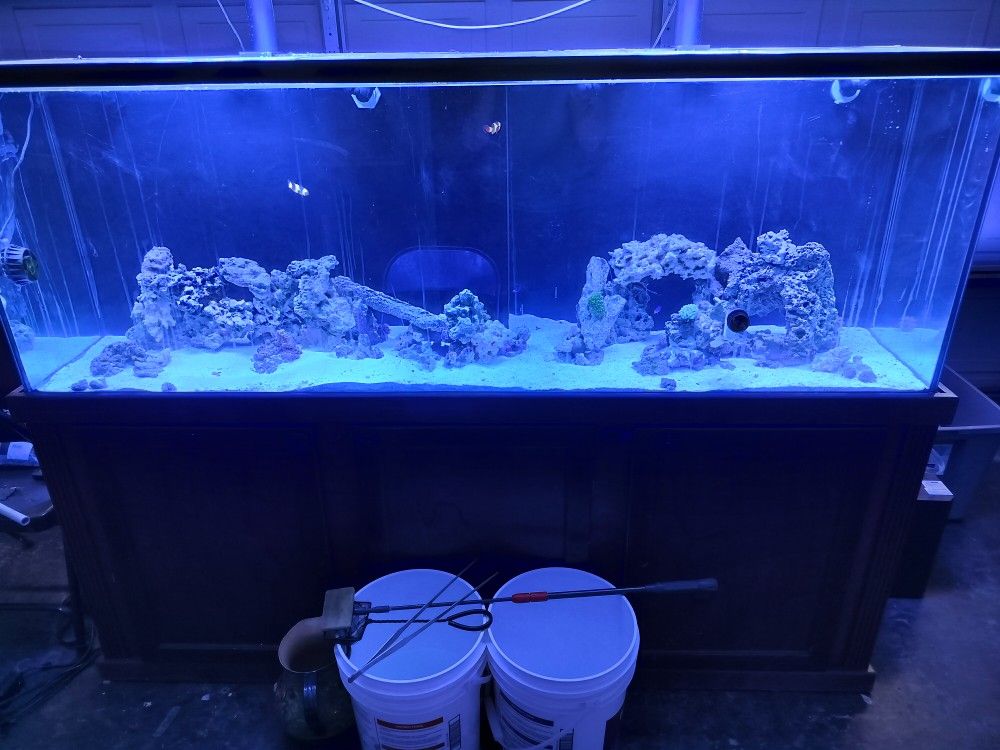 100 Gal Saltwater Fish Tank