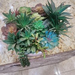 Decore Succulent 