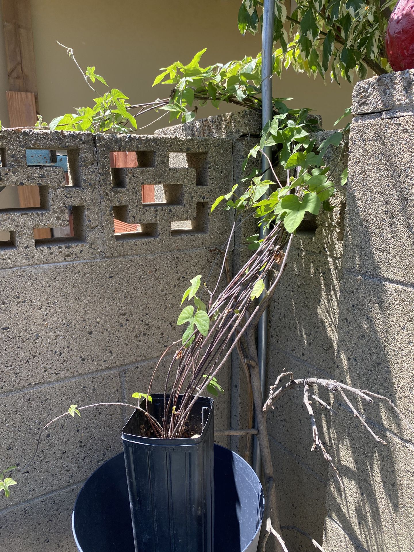 Potted Morning Glory Plant
