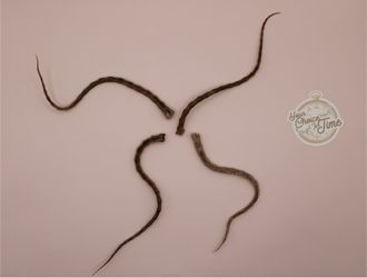 Taxidermy mummified Rat tail bones