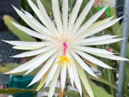 White Epiphyllum, SEE OTHER OFFERS