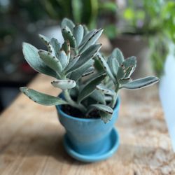 Succulent Plant In Blue Ceramic Pot For Local Pickup