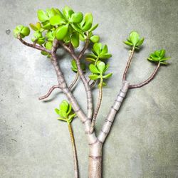 Bonsai Jade Thick Trunk Healthy Roots! 🌱