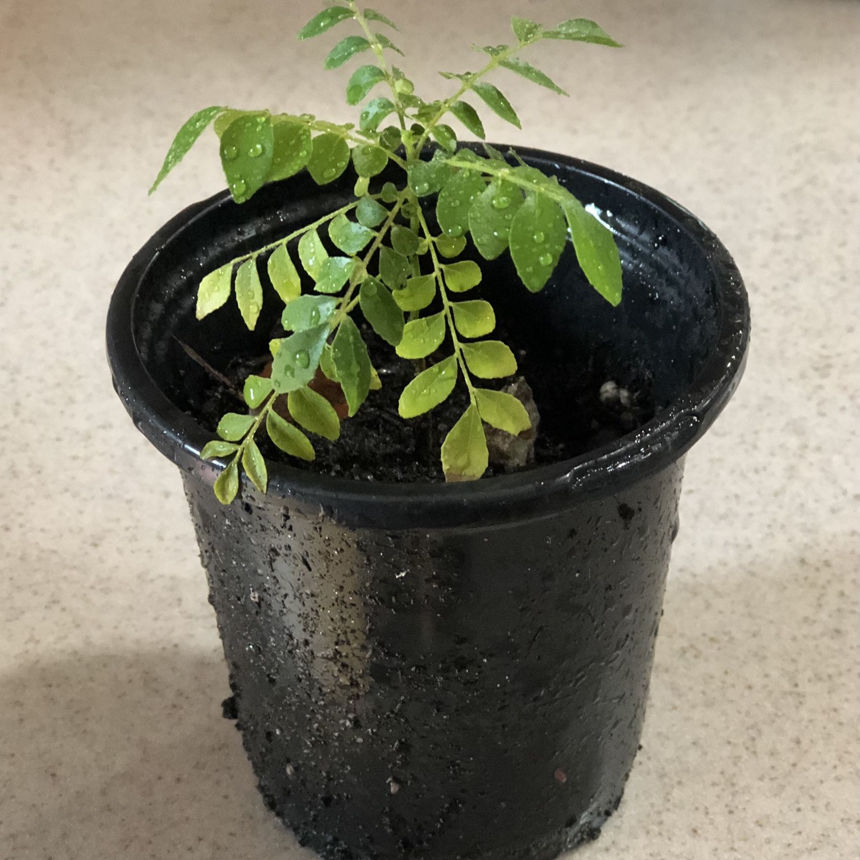 Curry Leaf Plant 