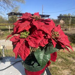 14" Potted Red Poinsettia Plant with 5 Flowers, Artificial Potted Poinsettia