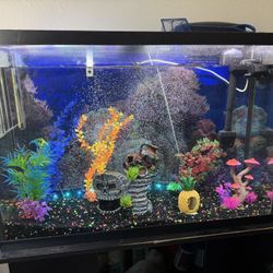 Fish Tank