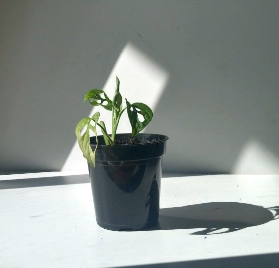 Monstera Adansonii Wide Leaf Plant/ Swiss Cheese Monstera Plant/ House Plant/ Indoor Plant