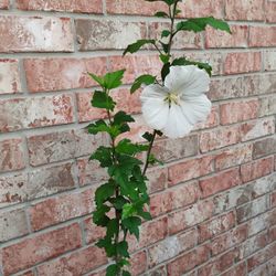 Althea Plant 