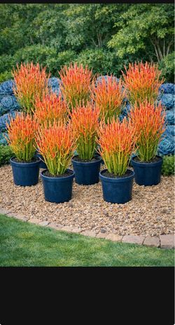 10 of 16-24” Beautiful Red Fire Stick Plant In A Pot, Pencil Plant Succulent $15 each, 10 for $100