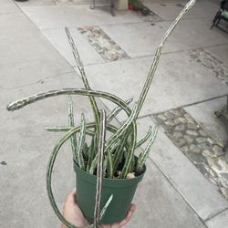 6” Pickle Cactus 