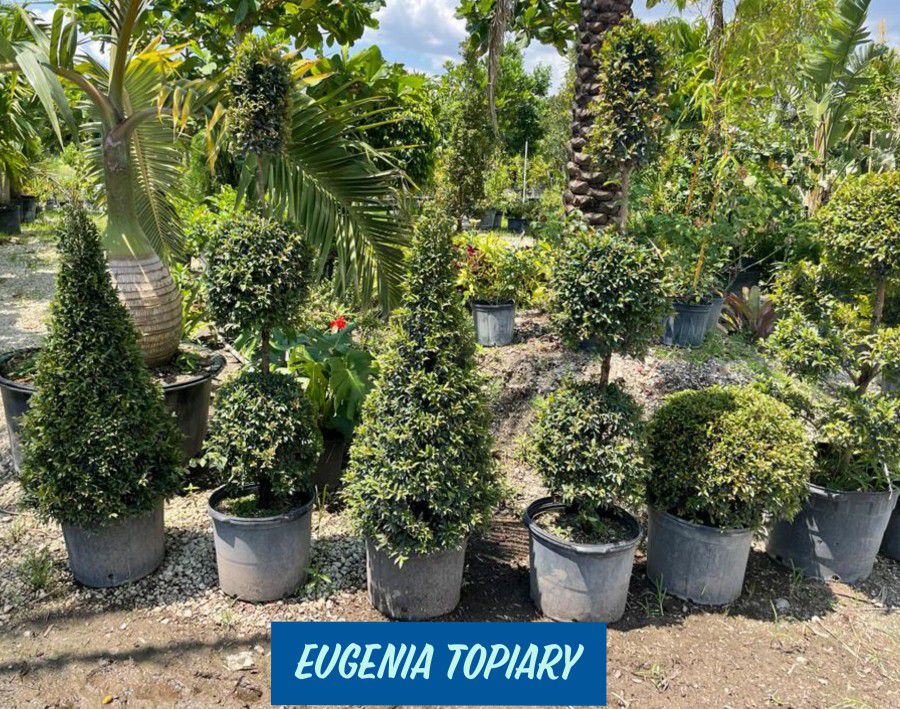 Eugenia Topiary FROM $25