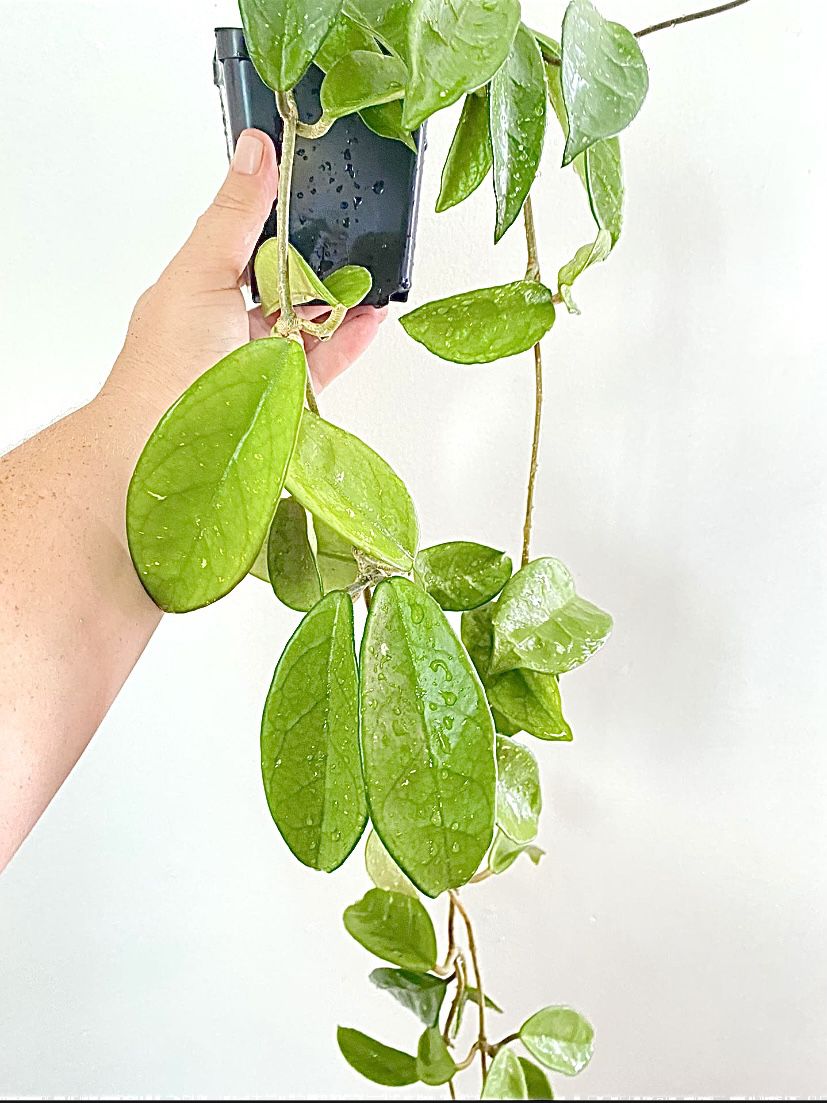 Hoya Carnosa Plant 