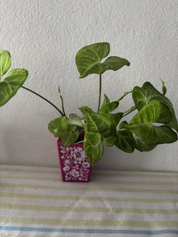 Plantas De Interior Y Exterior