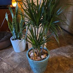 3ft 4in Tall Dracena  With Three Stems In New 11in Ceramic Pot 