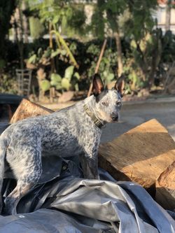Firewood