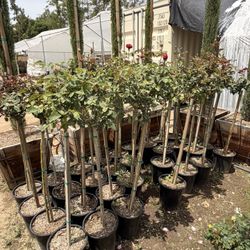 Rose Trees Red Mr Lincoln 5 Gal