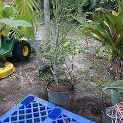 Pencil Palm Or Some Call Pencil Cactus 