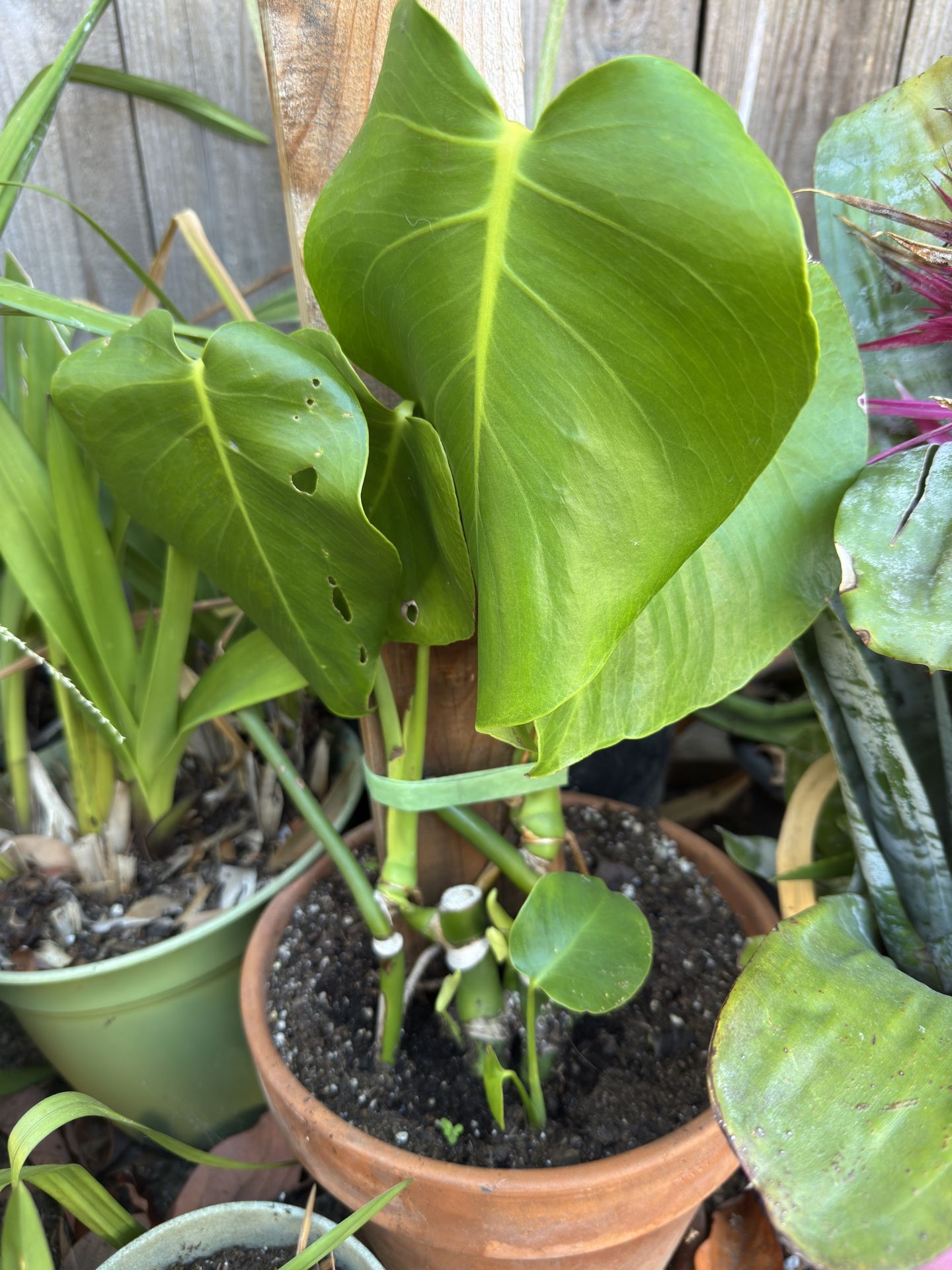 Monstera Plant In 8 Inch Terracotta Planter