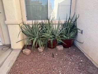 Aloe vera medicinal plant at a good price $80 each