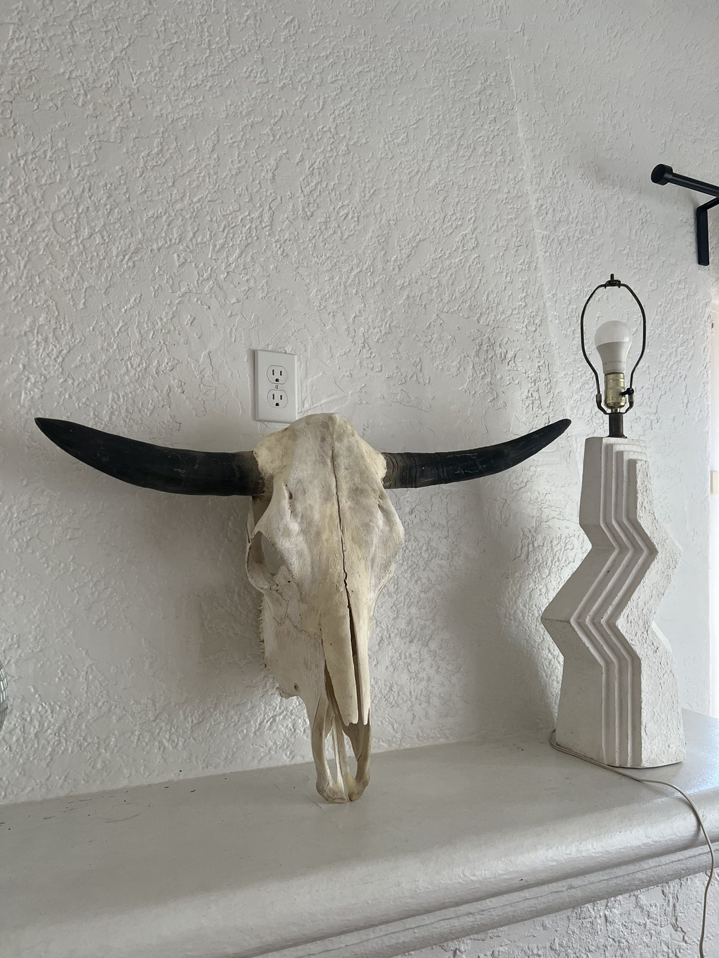 Real Cow Skull