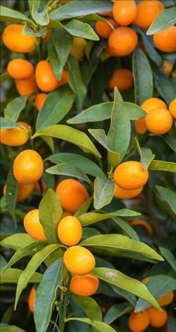 Grafted Kamquat Tree