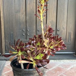 Succulent plants 5 in 1 planter