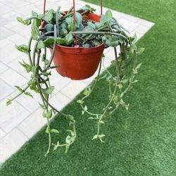 Parachute plant