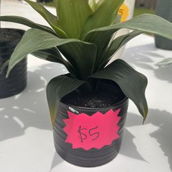 Small Plant With Black Vase