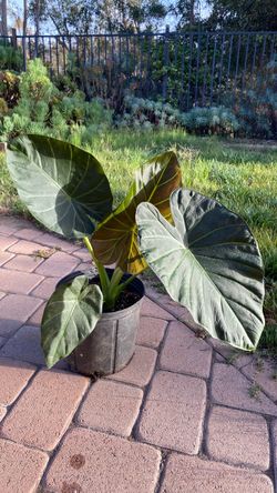 Alocasia regal shield