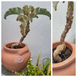 ELEPHANT EAR,  A Giant  🐘  👂FELT BUSH LEAVES  CURVY KALANCHOE