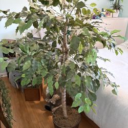 Ficus Tree - artificial