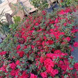 azalea roja dobles muy bonitas 3 galones