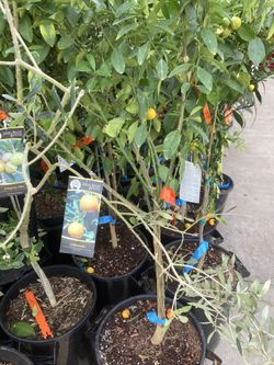 Calamansi Phillipines Lemon Starter Plant 3 Gallon